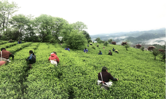 聚力品牌建设 强化质量监管 安化县茶产业健康有序发展