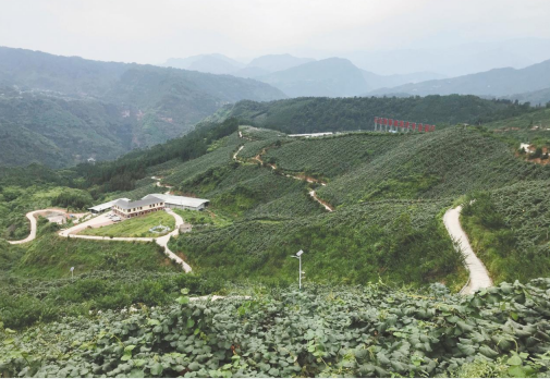 发挥乐山生态优势 马边县特色产业绘就“富民图”