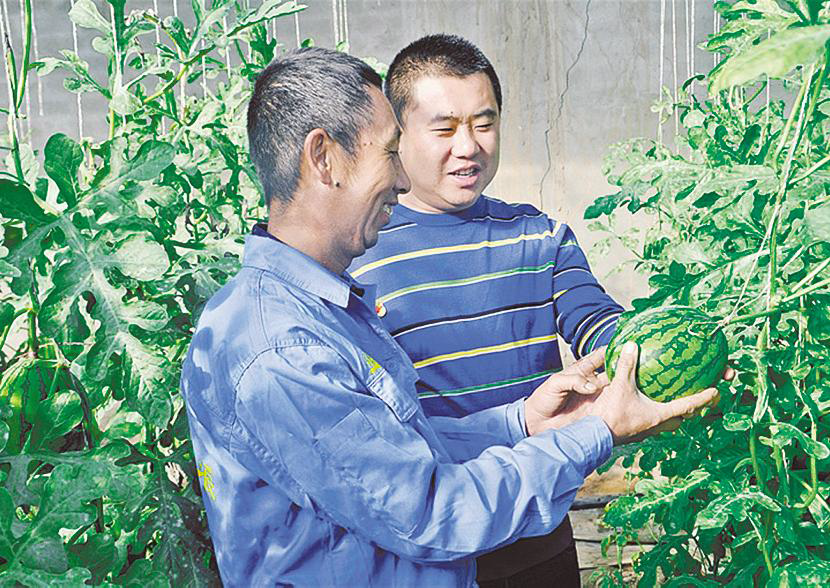 郭永胜给采摘游客介绍吊瓜优点