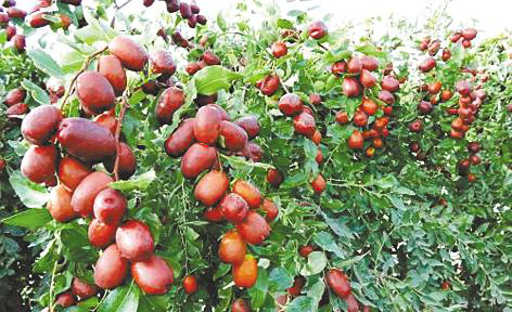 http://www.cnfood.cn/Public/uploads/2018-08-21/1534818966290305056.png