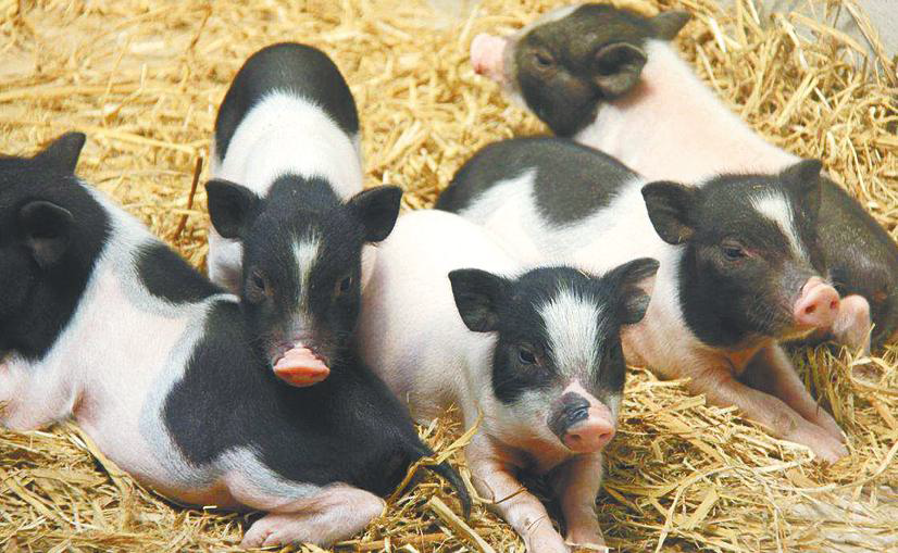 品质最好的香猪 15504740132109181360.png