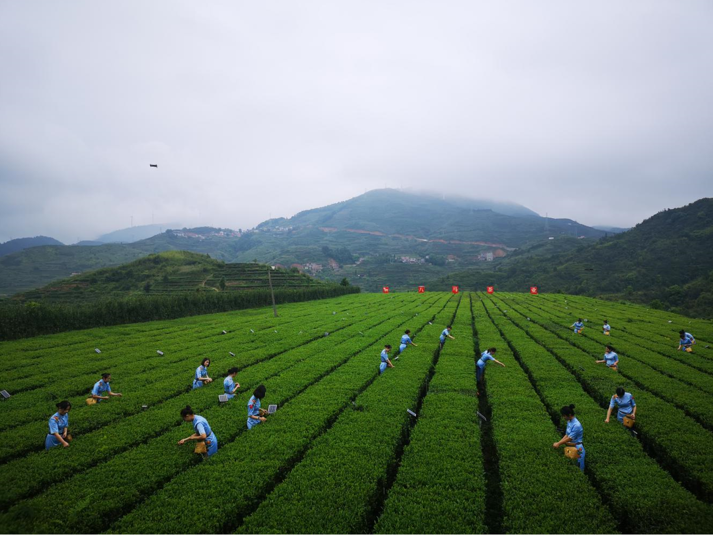 与有荣焉！安溪铁观音茶文化系统被正式认定为全球重要农业文化遗产 - 山国饮艺丨山国工夫茶丨茶叶加盟