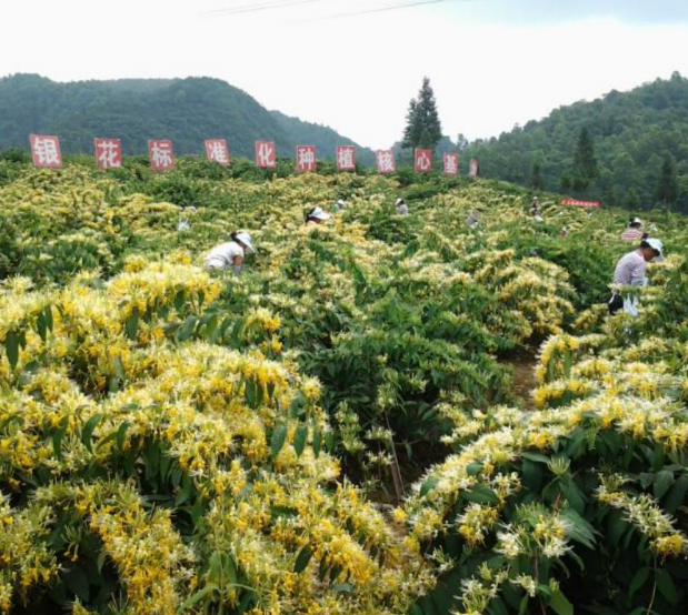 山银花产业链的食、药产品正在日益丰富