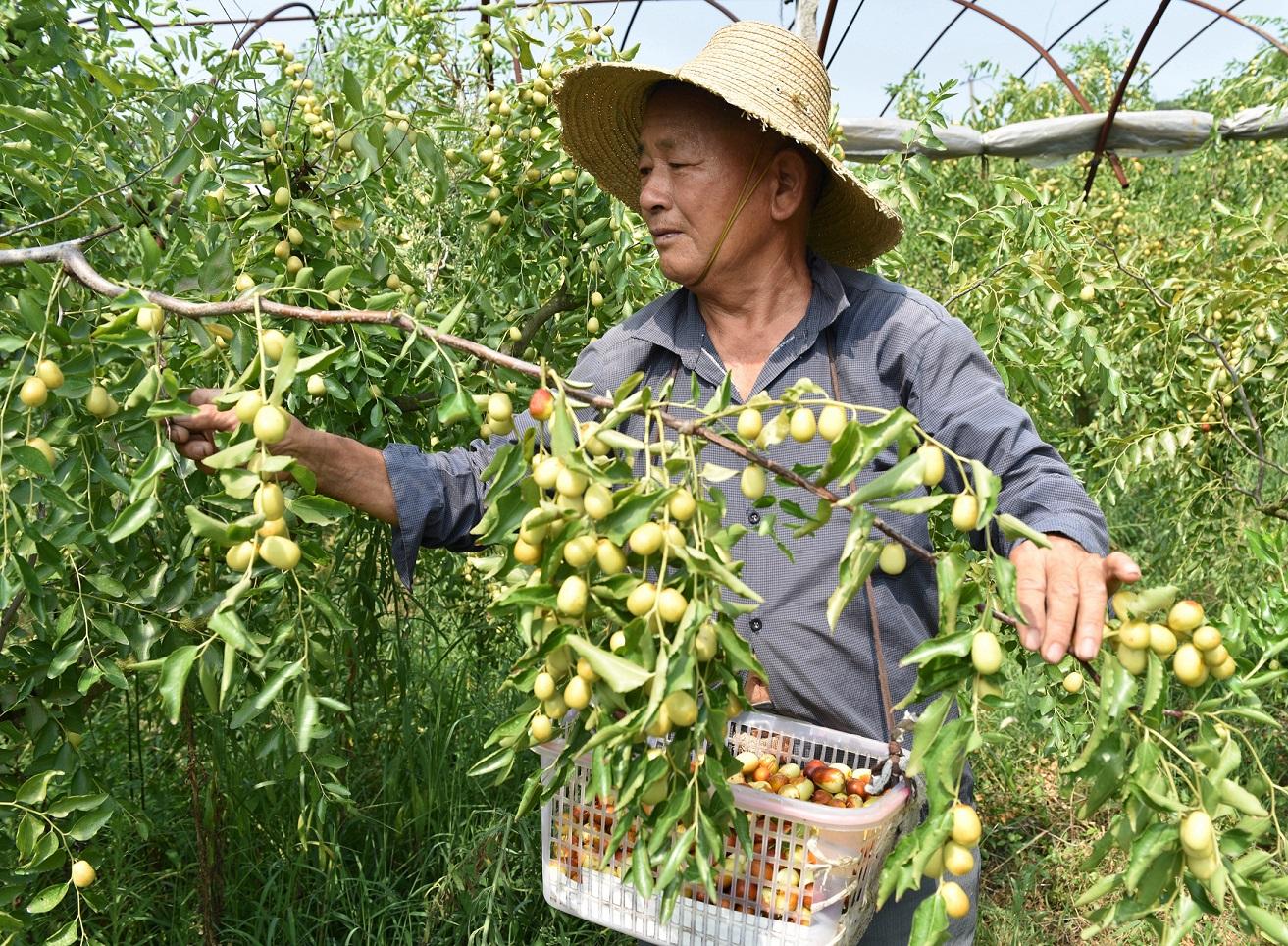 安徽省昭关仙枣家庭农场用荒山种出“仙枣”