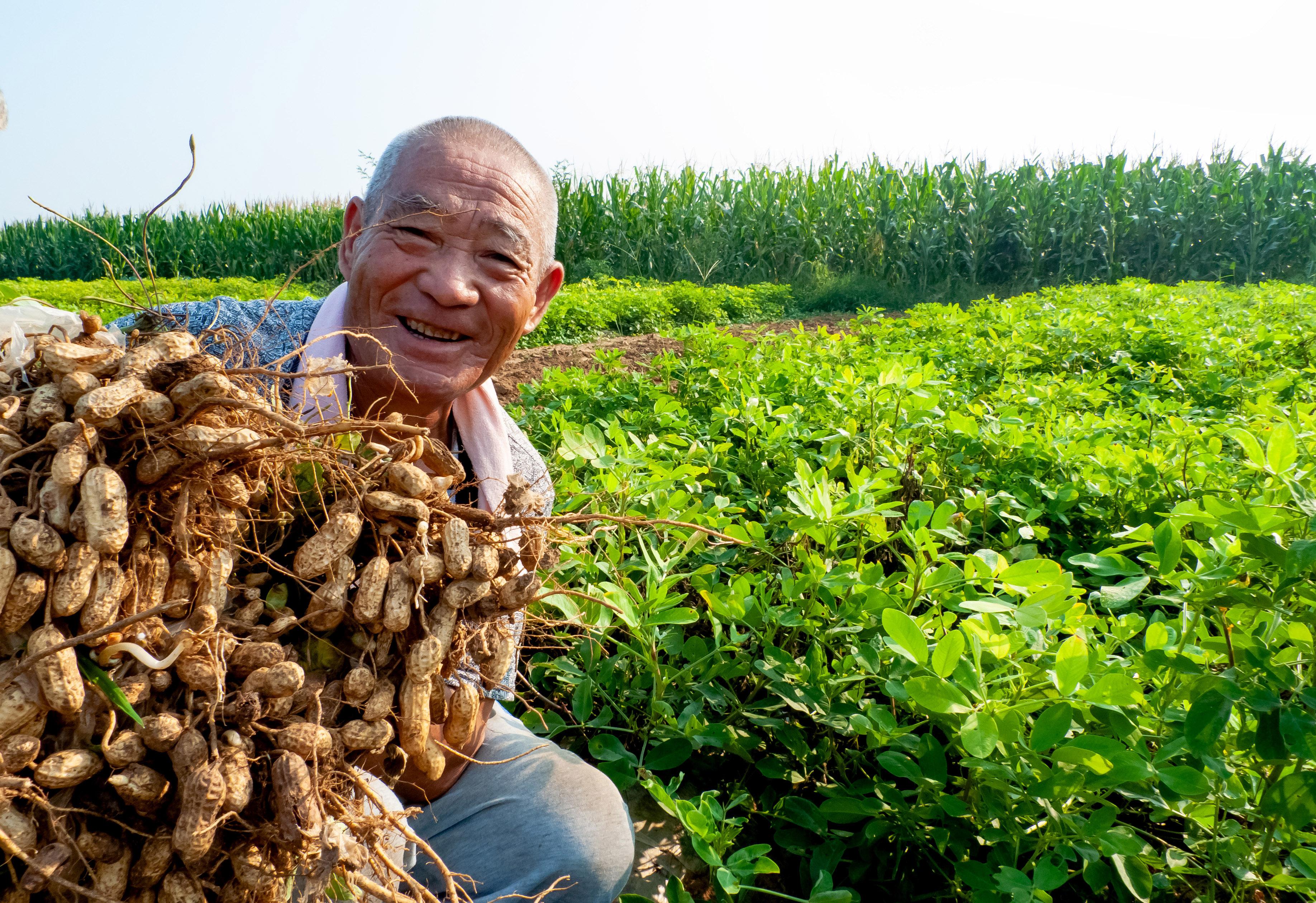 覆膜花生喜获丰收 农户喜笑颜开