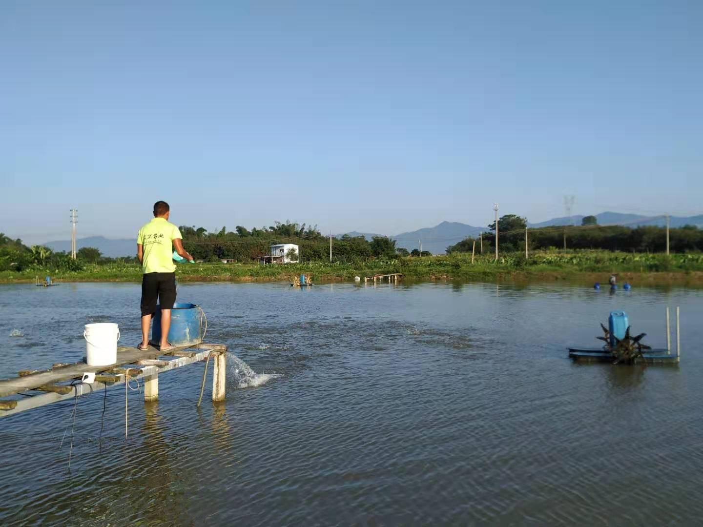 5益生鲈环境控制养殖基地