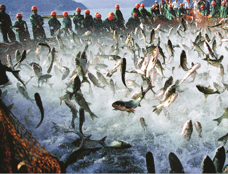 伏季休渔期海产品进出口将面临怎样的机遇与挑战