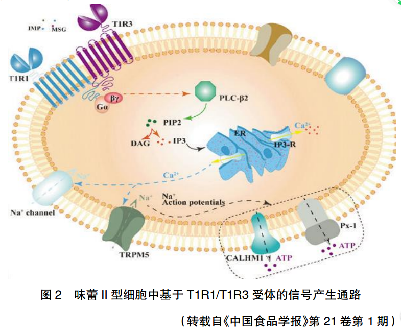 注视感知是什么原理_幸福是什么图片