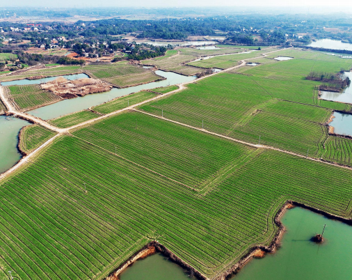 安徽蕪湖 : 為打下豐產豐收堅實基礎持續改善農田基礎設施