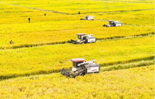 浙江：逐步把永久基本农田全部建成高标准农田 稳定提高粮食综合生产能力 