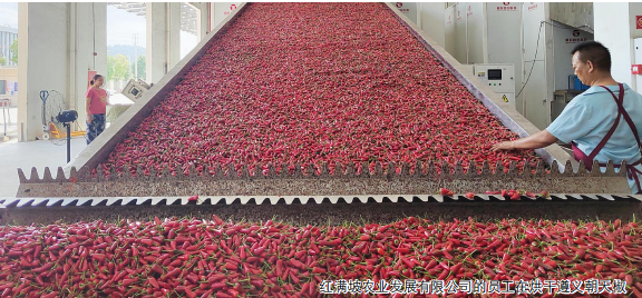 貴州辣椒  資源稟賦孕育生態辣椒  品牌化賦能高質量發展