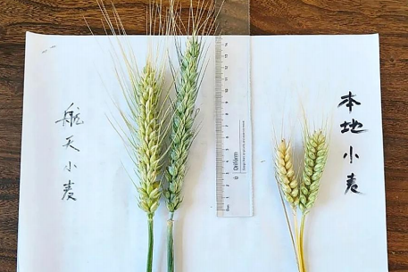 航天育种为山东海阳农业生产注入“太空能量”