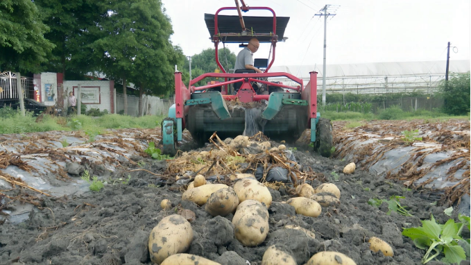 机械化采收土豆效率高农机一响,种地不慌.