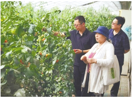 朱安妮(中)在亚滦湾蔬菜大棚进行技术指导将"风沙走廊"打造成"绿色
